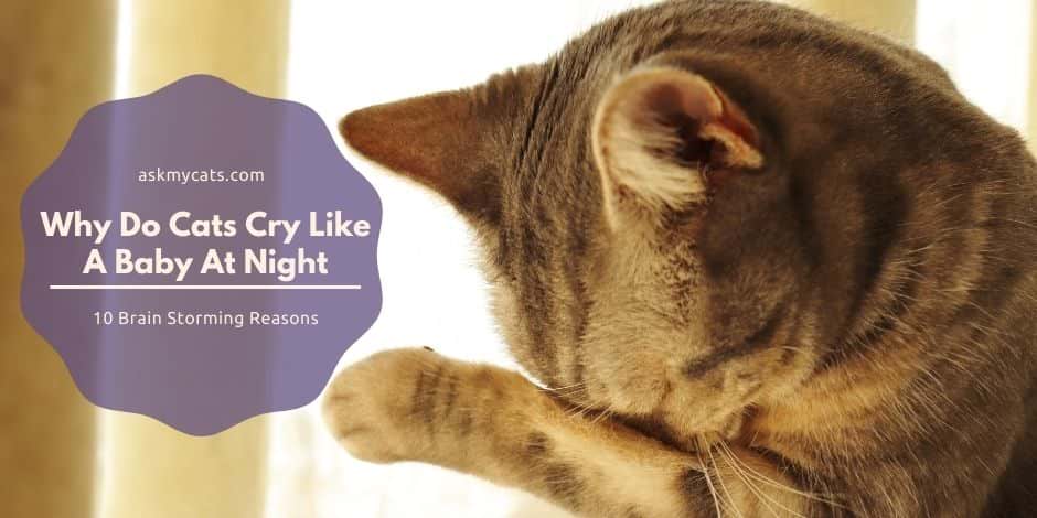 Why Do Cats Cry Like A Baby At Night?