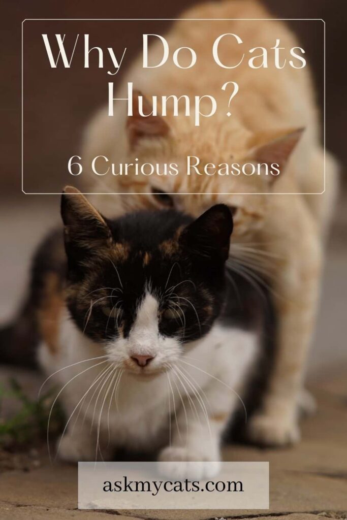 Why Do Cats Hump 6 Curious Reasons