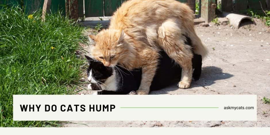 Do female cats hump when best sale in heat