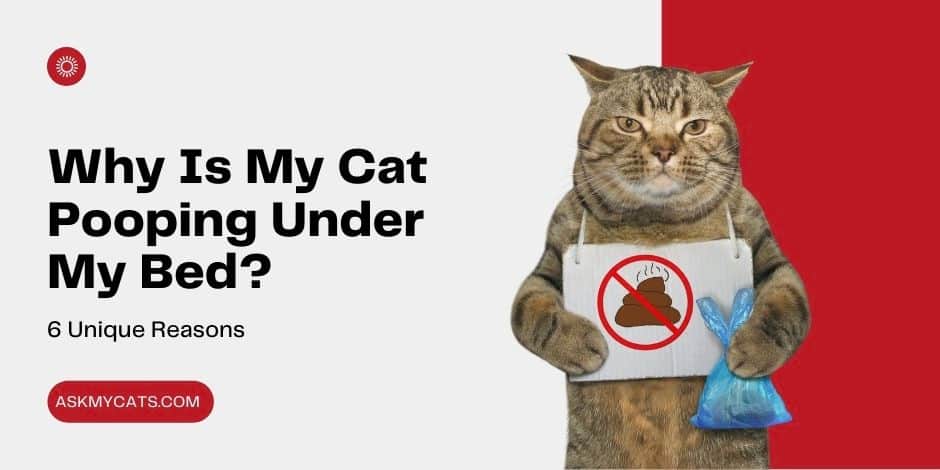 Why Is My Cat Pooping Under My Bed? 6 Unique Reasons