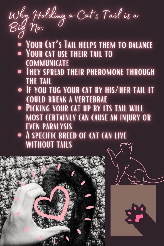 6 facts about cats tail