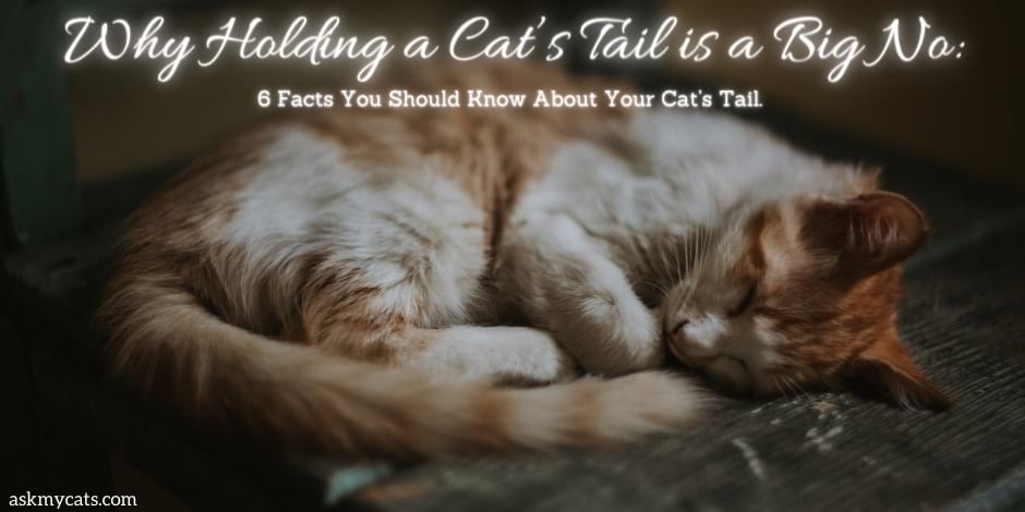 Can I Hold A Cat By Its Tail: 6 Facts You Should Know