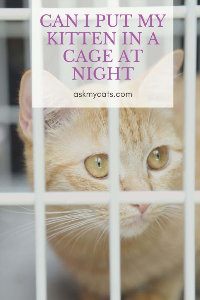 Crate training cats at night best sale