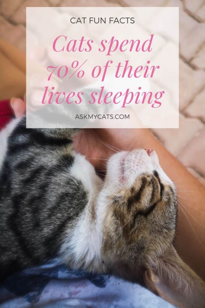 cat fun fact