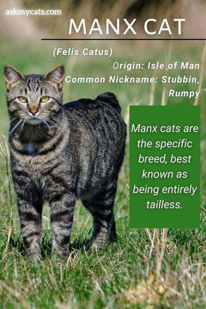 manx cat