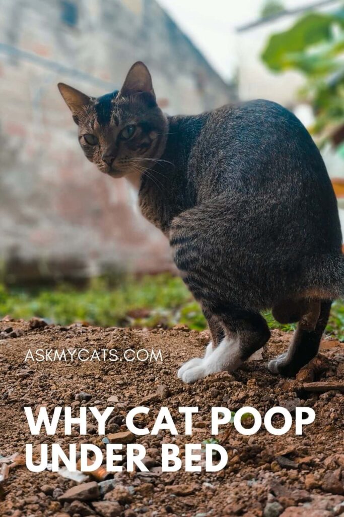 why cat poop under bed