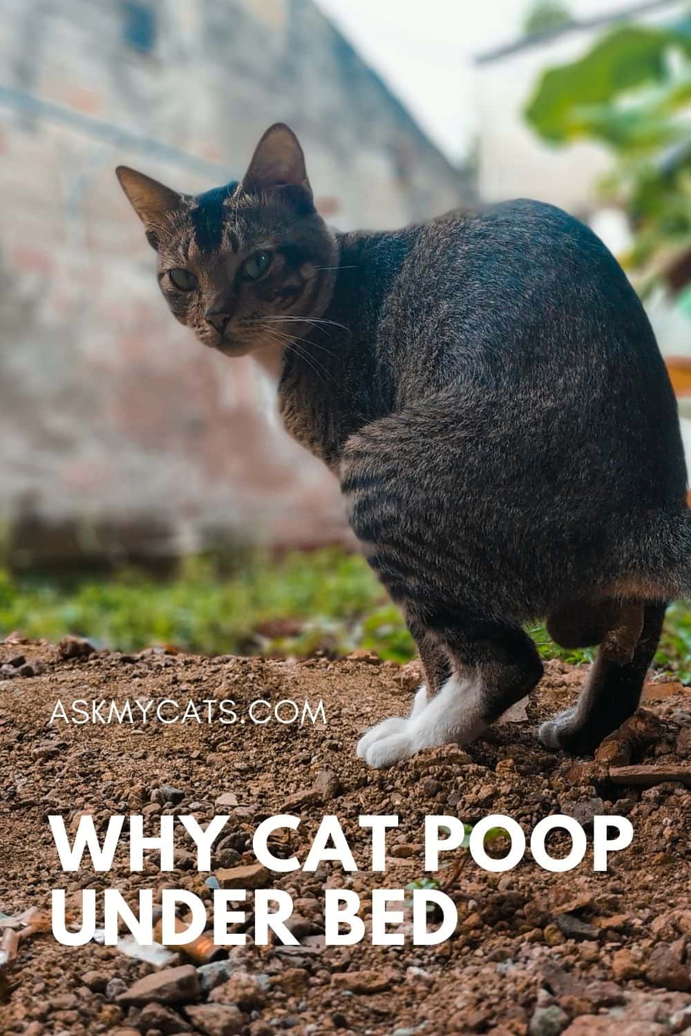 Why Is My Cat Pooping Under My Bed? 6 Unique Reasons