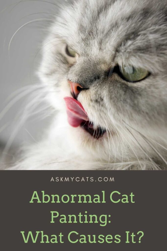 Abnormal Cat Panting_ What Causes It