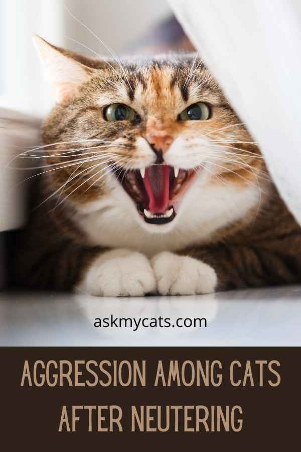 Aggression Among Cats After Neutering