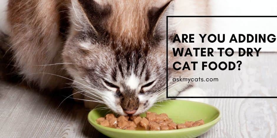 Are You Adding Water To Dry Cat Food?