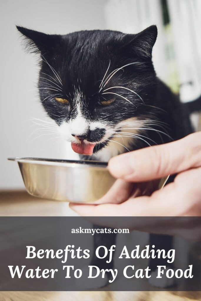 Are You Adding Water To Dry Cat Food