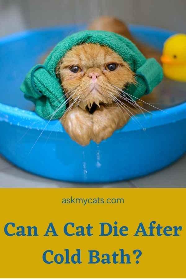  Kann eine Katze nach einem kalten Bad sterben?