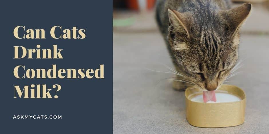 Can Cats Drink Condensed Milk