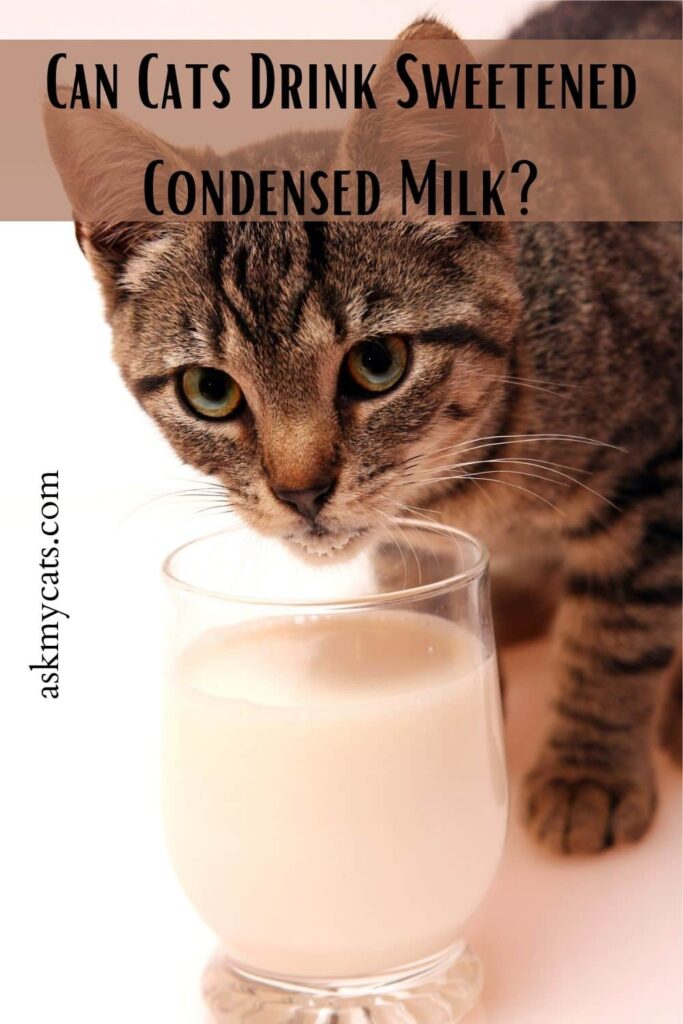 Can Cats Drink Sweetened Condensed Milk