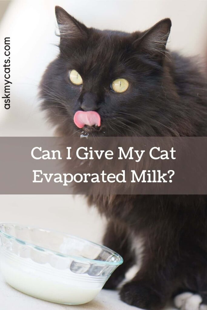 Can I Give My Cat Evaporated Milk?