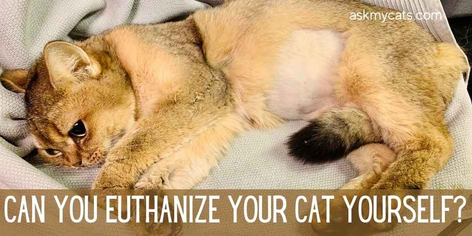 How To Do Cat Euthanasia Yourself At Home?