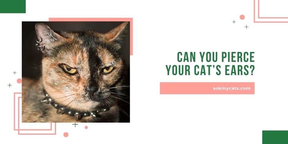 Can You Pierce Your Cat’s Ears? Know These Brain-storming Reasons!