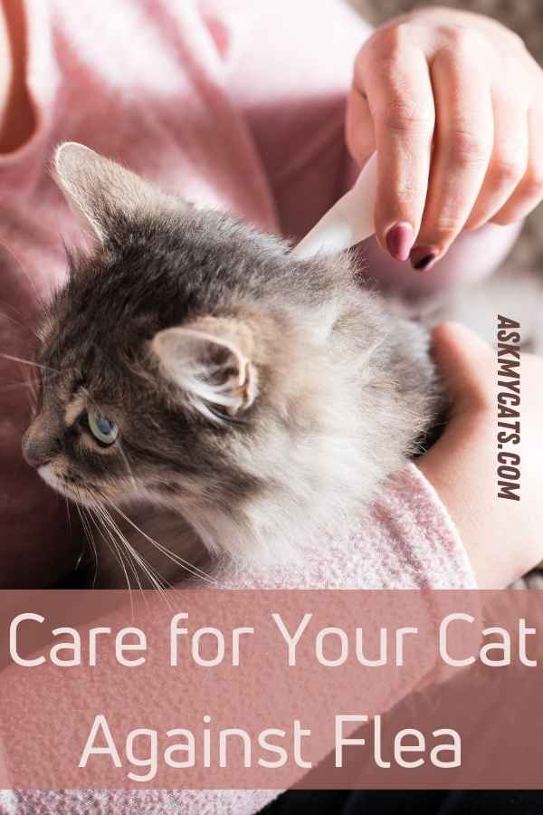 Care for Your Cat Against Flea