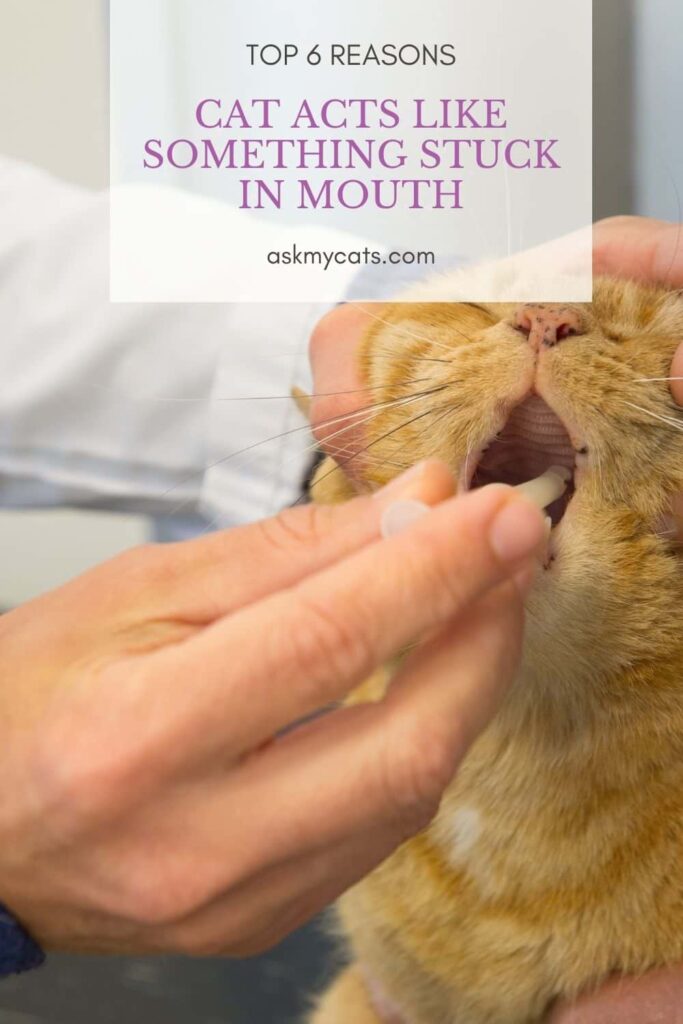 Cat Acts Like Something Stuck In Mouth reasons