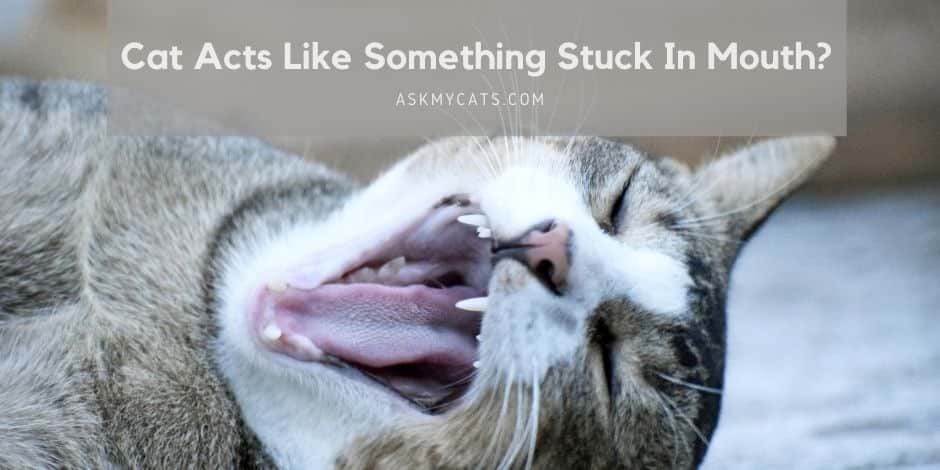 Cat Acts Like Something Stuck In Mouth? Know All 6 Reasons Behind It!