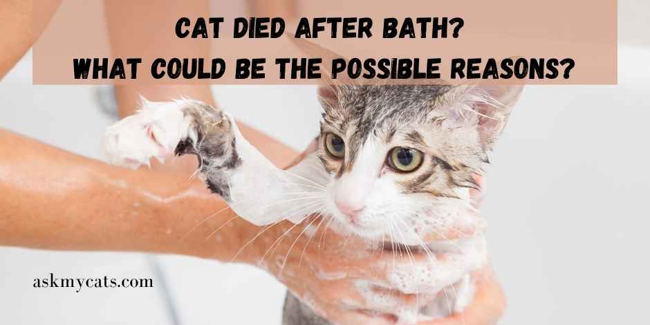 Katze starb nach dem Bad Was könnten die möglichen Gründe sein