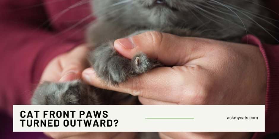 Cat Front Paws Turned Outward?  Out Of The World Reasons!