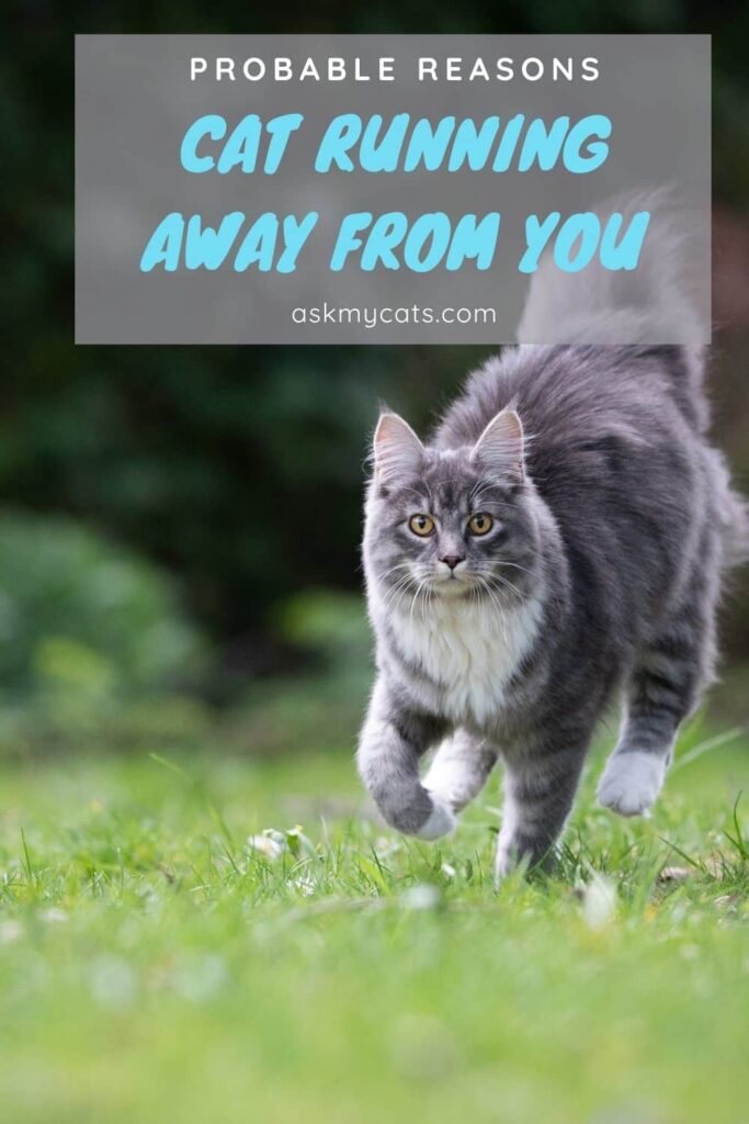 Cat Running Away From You Probable Reasons