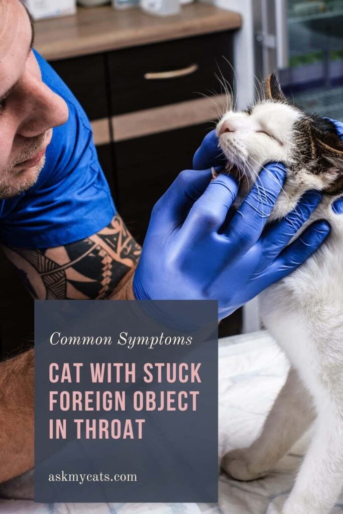 Cat With Stuck Foreign Object In Throat