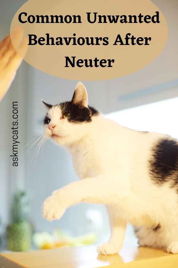 Common Unwanted Behaviours After Neuter