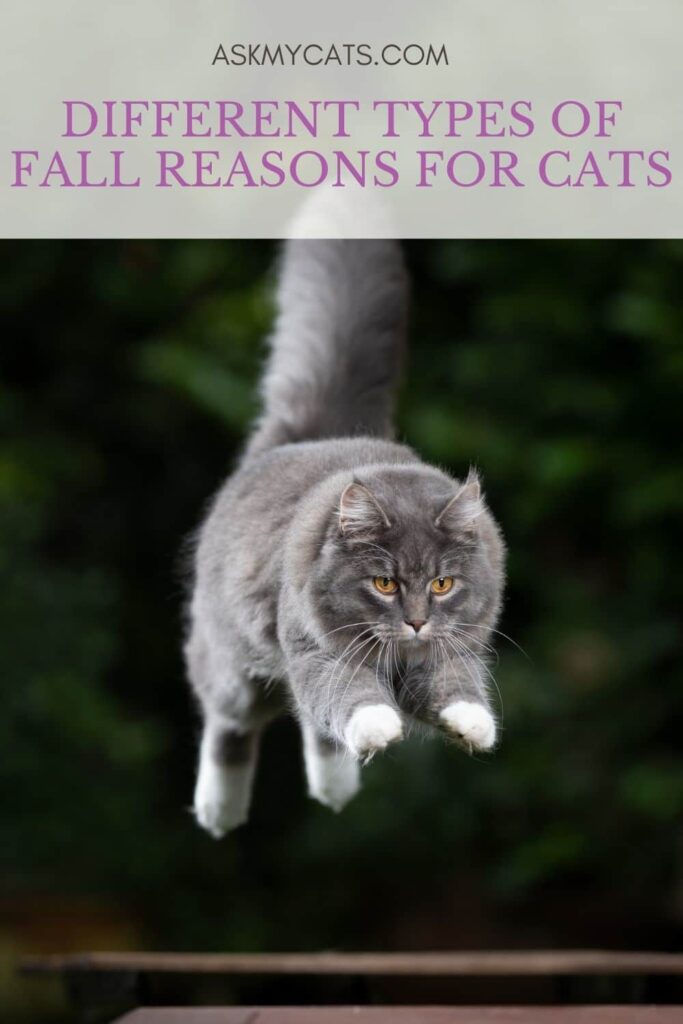 Different Types Of Fall Reasons For Cats