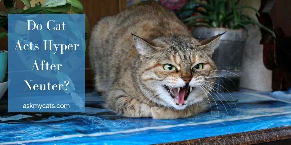 Cat Acting Hyper After Neuter? Know All The Possible Reasons!