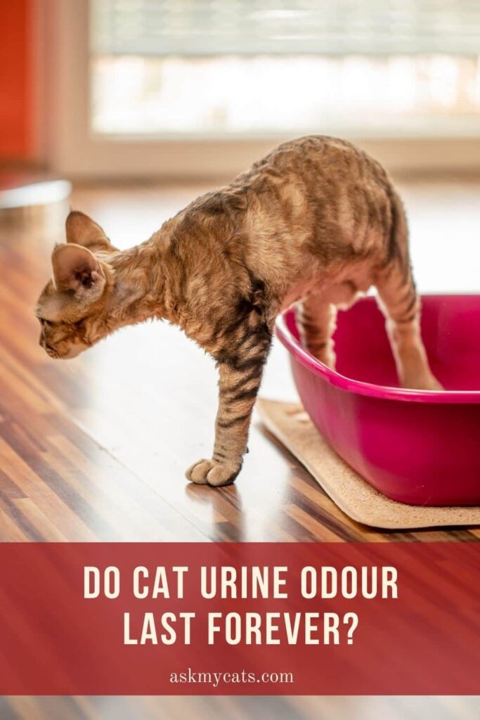 Do Cat Urine Odour Last Forever