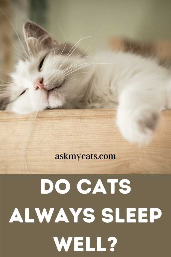 Do Cats Always Sleep Well?