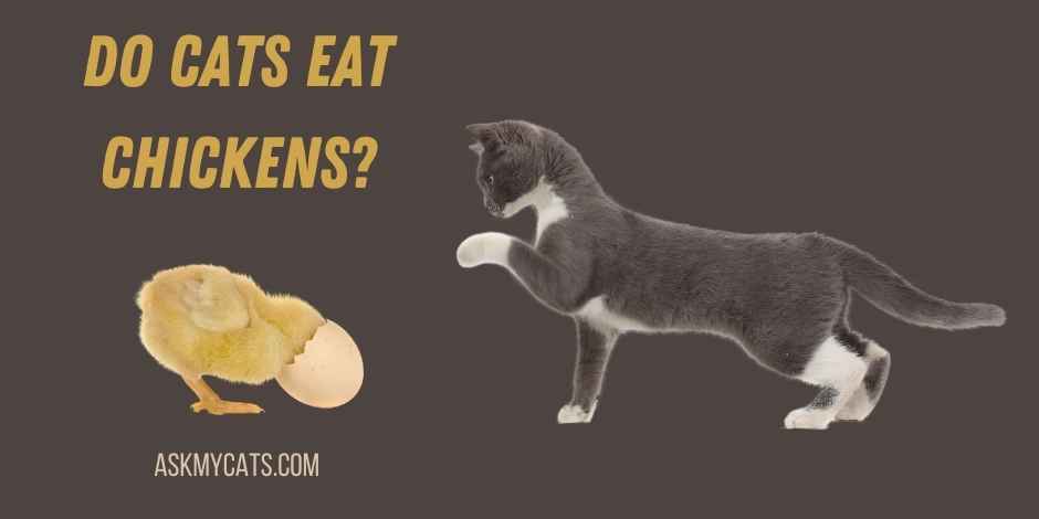 Do Cats Eat Chickens