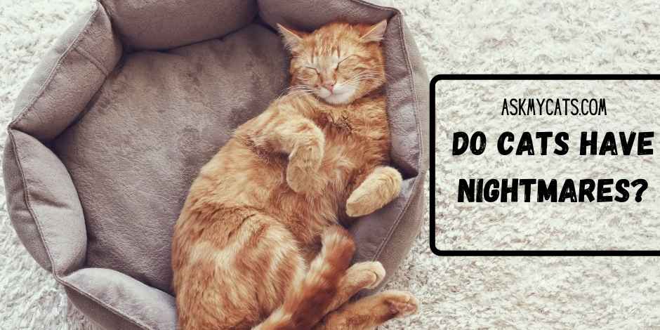 Do Cats Have Nightmares? Know These Shivering Facts!