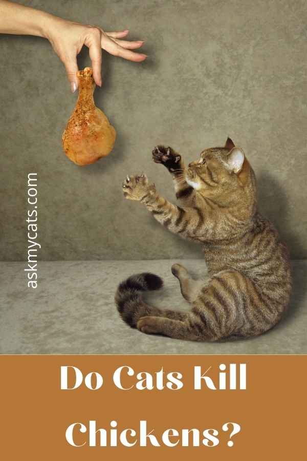 Do Cats Kill Chickens?