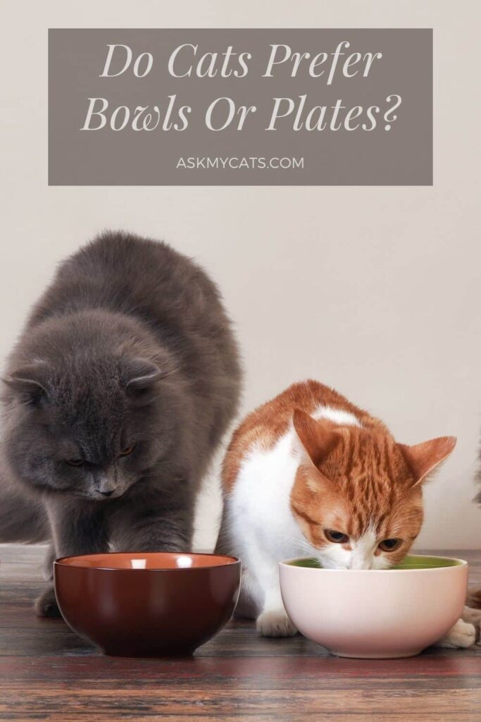 Do Cats Prefer Bowls Or Plates