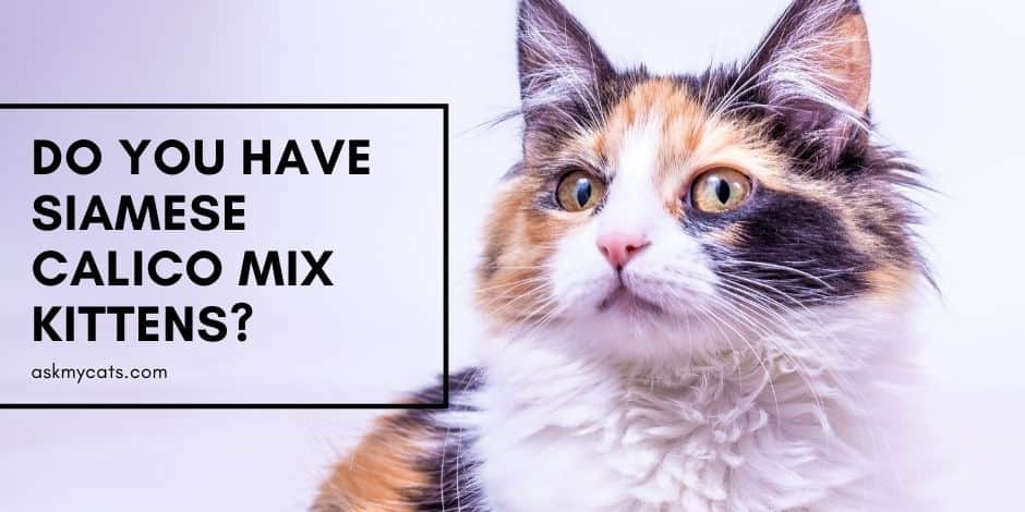 Do You Have Siamese Calico Mix Kittens