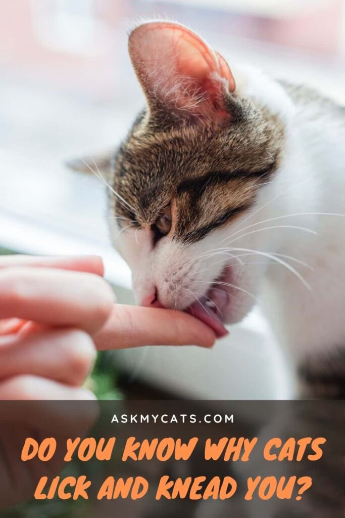 Do You Know Why Cats Lick And Knead You