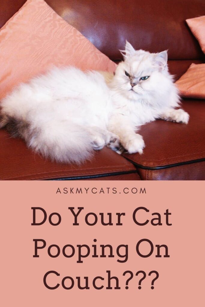 Do Your Cat Pooping On Couch