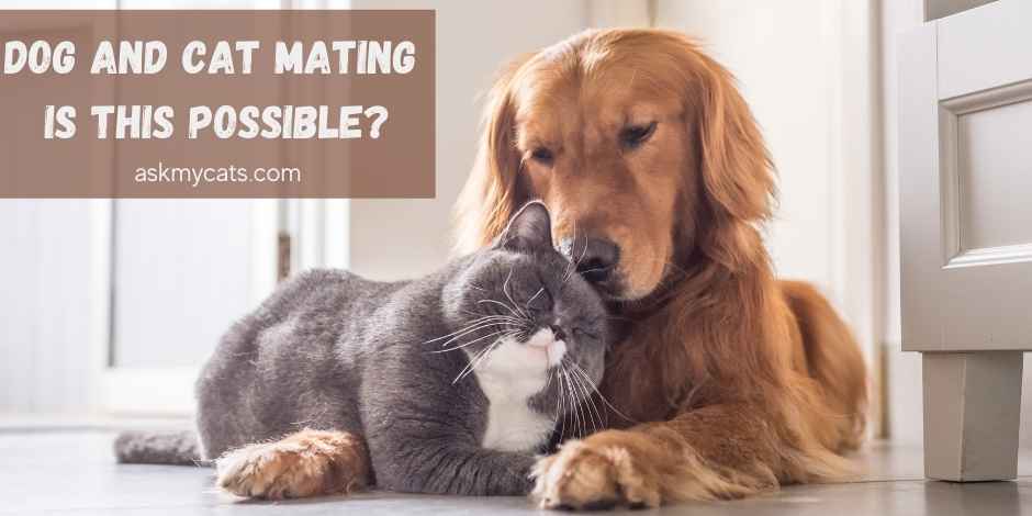 Can Cats Mate With Dogs? Know The Facts