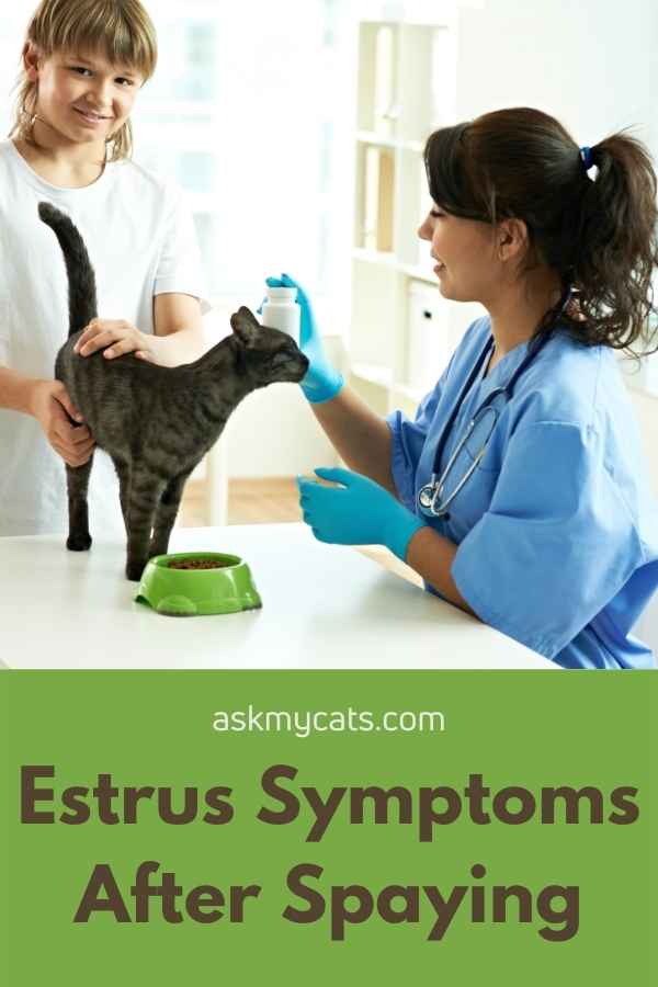 Estrus Symptoms After Spaying