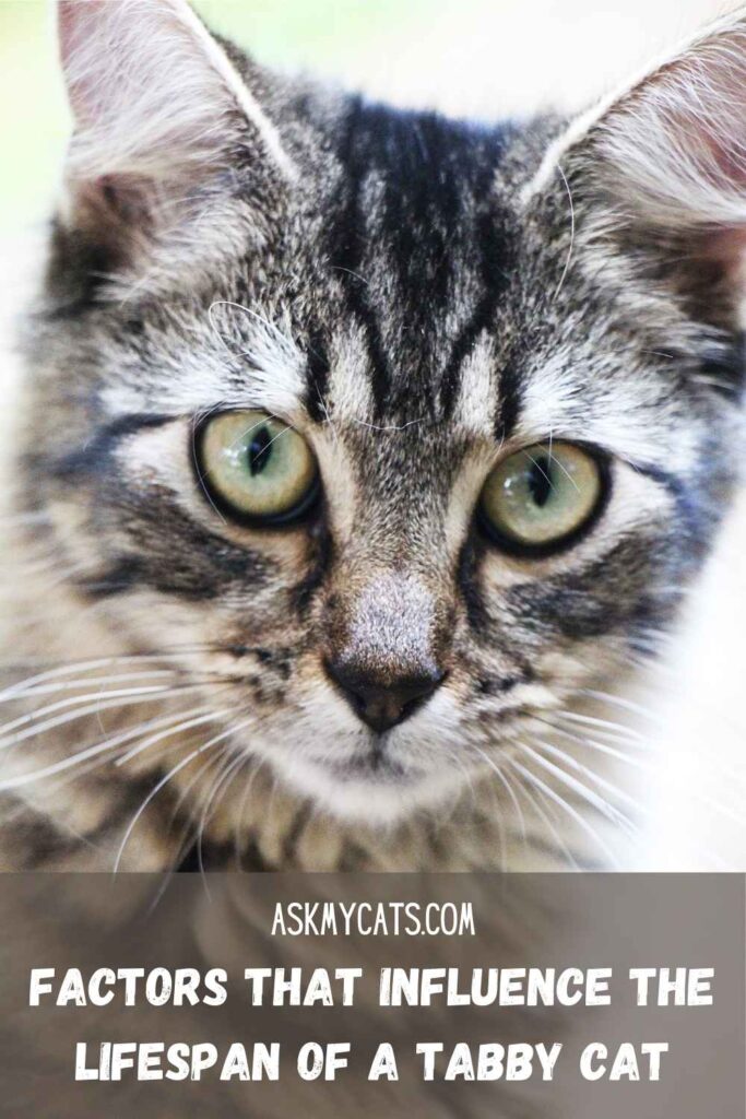 Factors That Influence The Lifespan Of A Tabby Cat