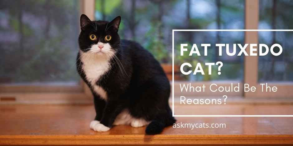 Why Tuxedo Cats Are Fat? How Big Do Tuxedo Cats Get?