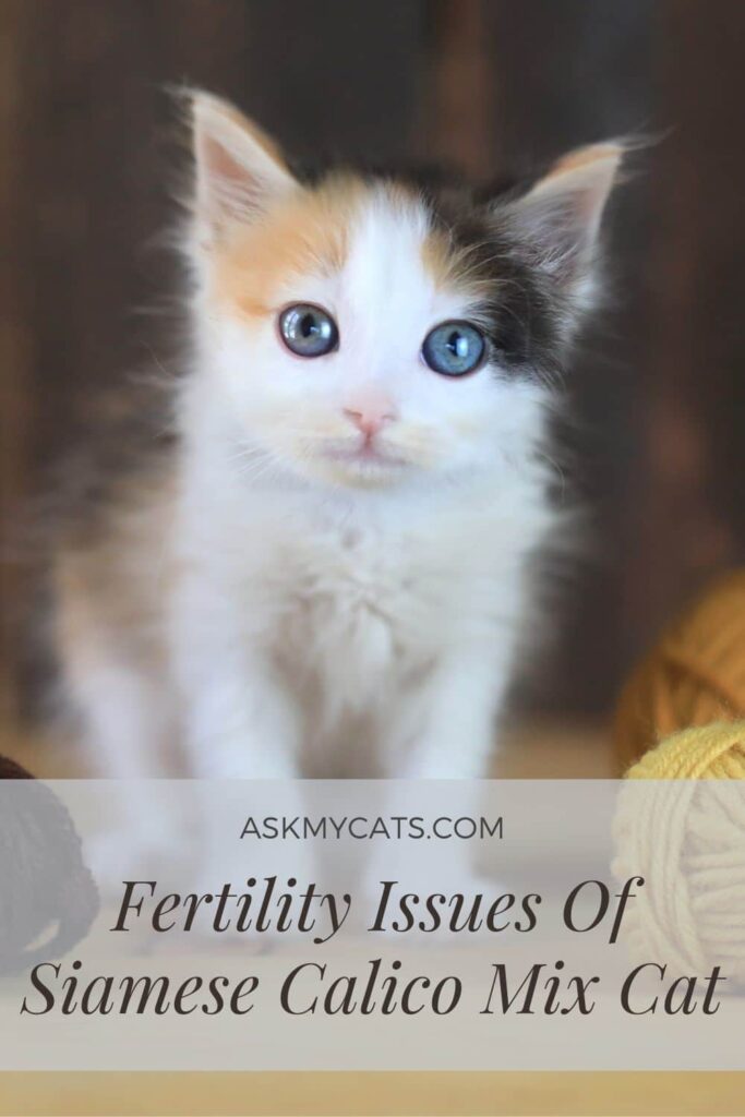 Fertility Issues Of Siamese Calico Mix Cat