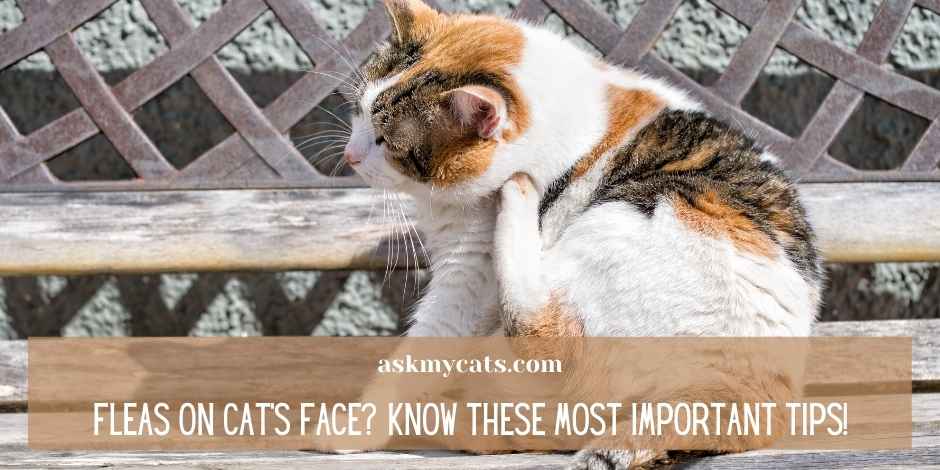 Fleas On Cats Face