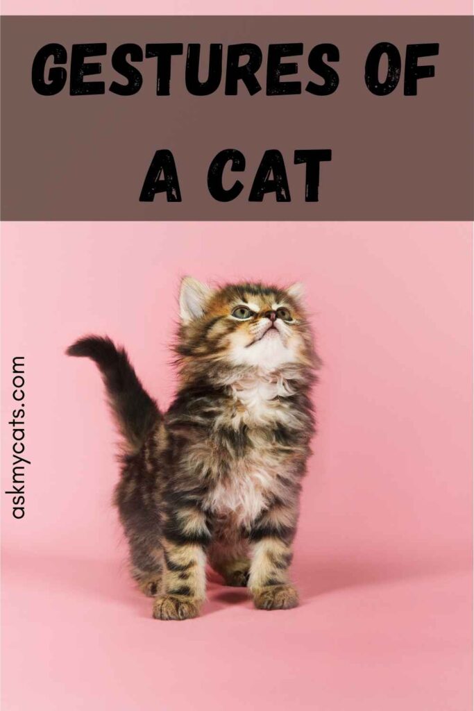 What Does It Mean When A Cat Nods At You Can You Figure It Out