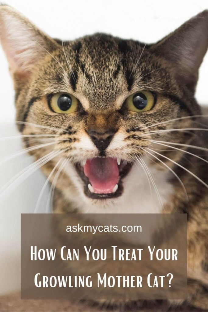 How Can You Treat Your Growling Mother Cat