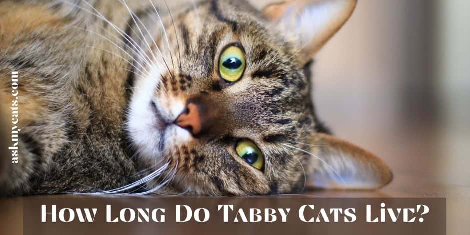 How Long Do Tabby Cats Live