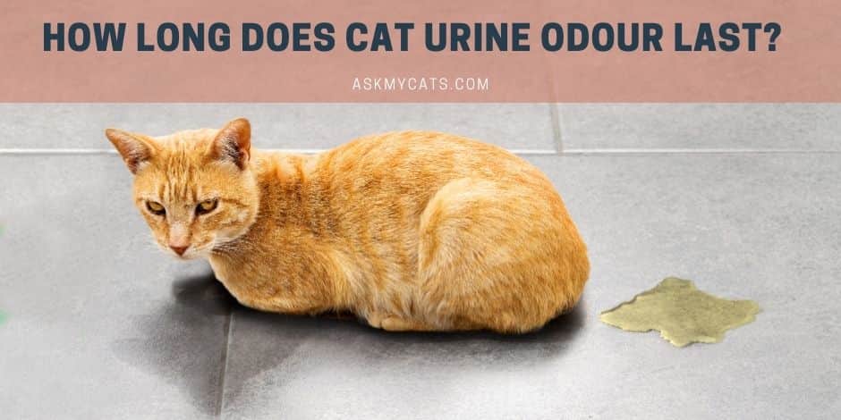 How Long Does Cat Urine Odour Last? Know These Facts!